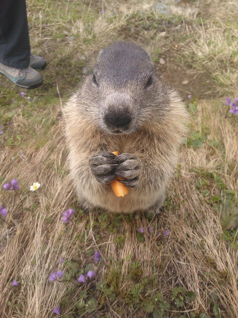 Frühstück am Großglockner