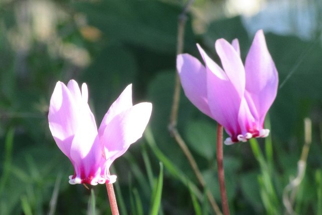 Frisches Leben auf den Strophaden: die Zyklamen blühen!
