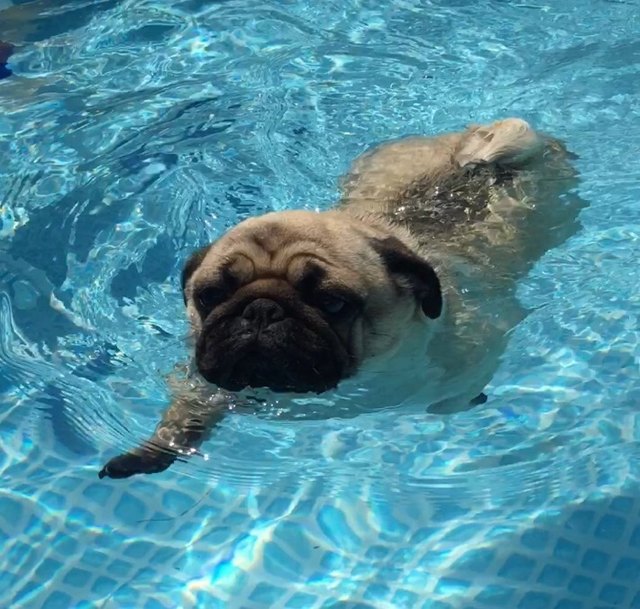 Snooki - cool im Pool