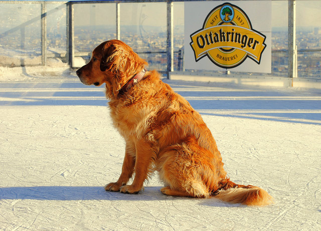 Leo am Eislaufplatz