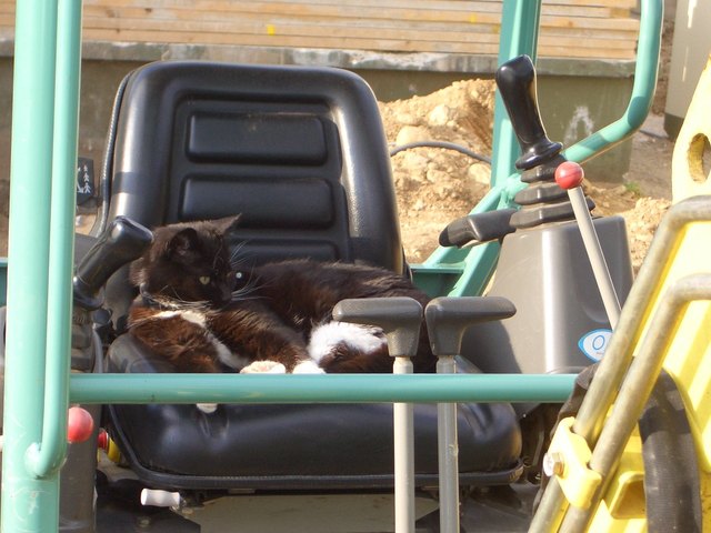 Unser Kater auf dem Bagger
