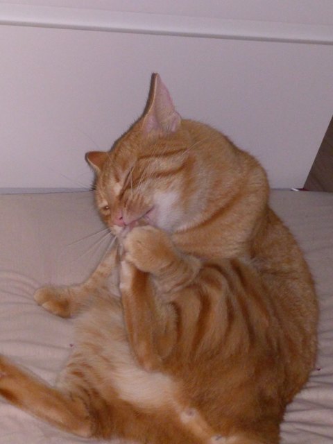 Garfield bei der Pedikürr