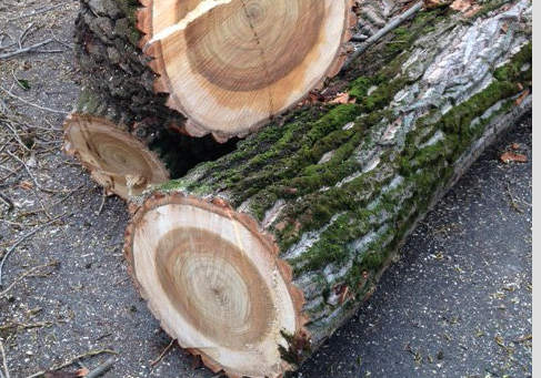 Vor einem Jahr wurde der Baum vor der Wiedner Hauptstraße 66 gefällt. Im Frühjahr soll nachgepflanzt werden.