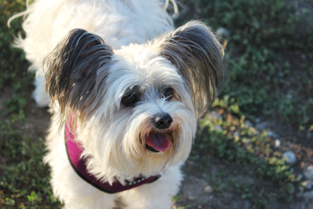 Chipsy mein 13 jähriger Papillon-Matesermischling