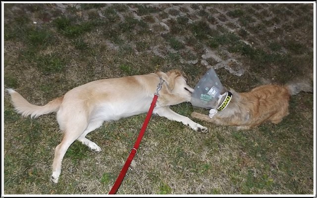 Bella und Artus
