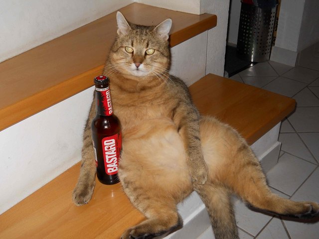 Kater Wuzzi  ist immer entspannt