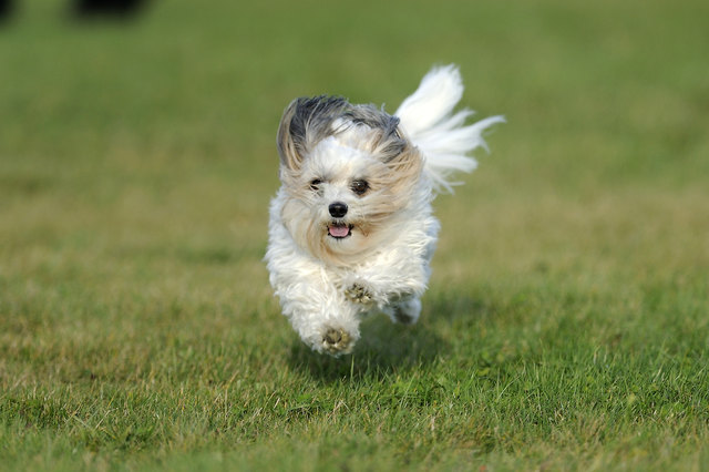 Chipsy liebt es zu laufen