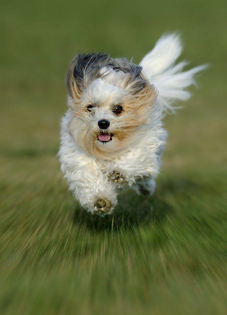 Papillon-Maltesermischling Chipsy in seinem Element,ist er nicht süß