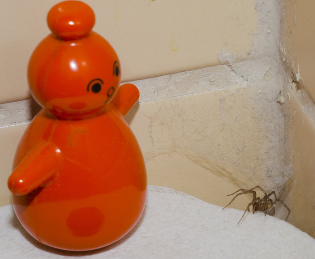 Im Winter darf die Hausspinne dem Stehaufmännchen Gesellschaft leisten!