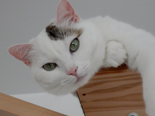 Emmi beim Relaxen