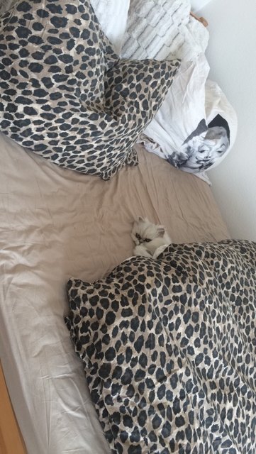 Sunny genießt die kalten Tage im Bett