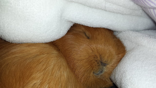 Heute bin ich Schweinemüde!!!