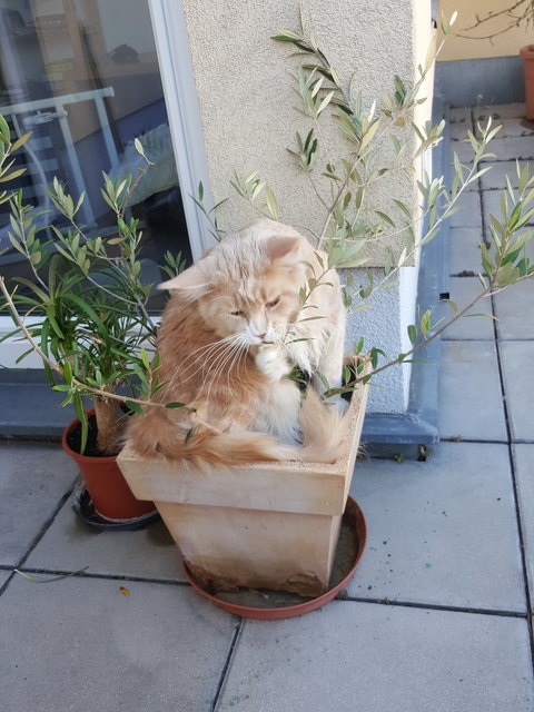 Leonardo beim Olivenbaum knabbern