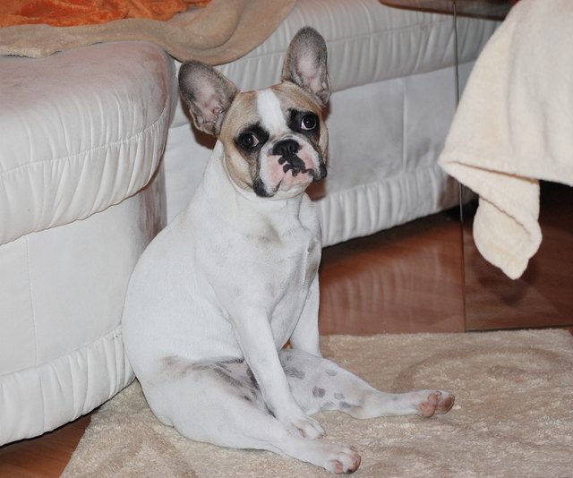 Shanti