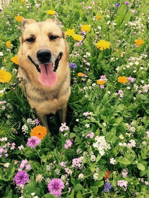Unsere geliebte Lulu als Blumenkind