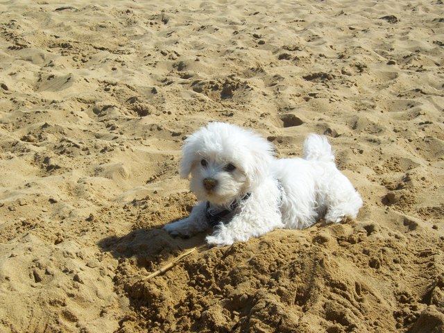 "Benji hat Spaß am Strand"
