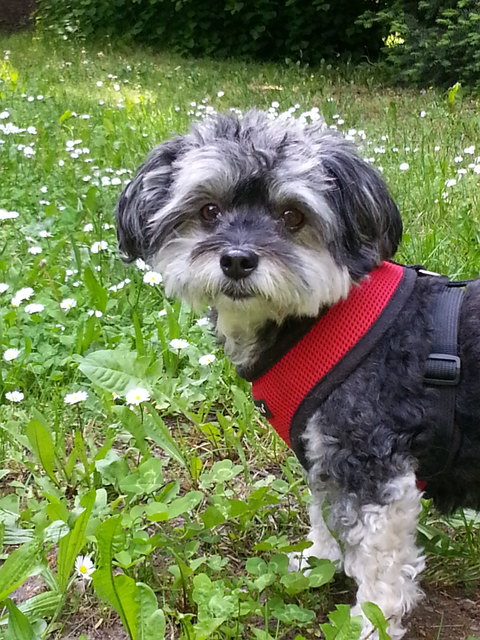 Bella