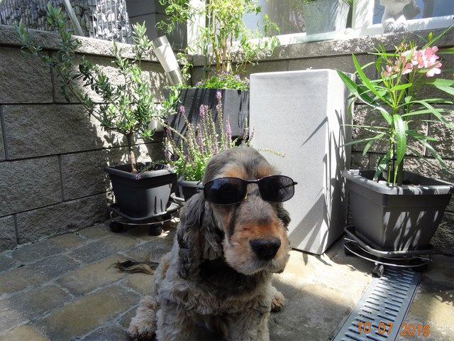 Na, heute brennt die Sonne wieder herab