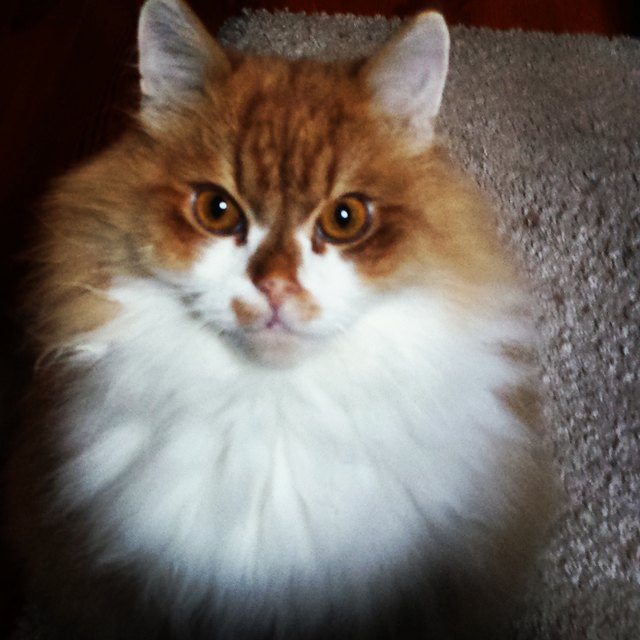 Kater Honeyball und seine Kulleraugen