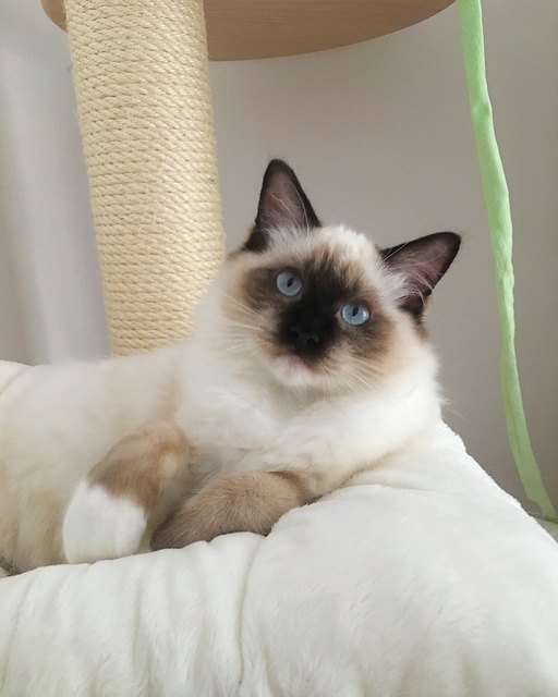 Mein süßer Schmusekater Neo ❤️