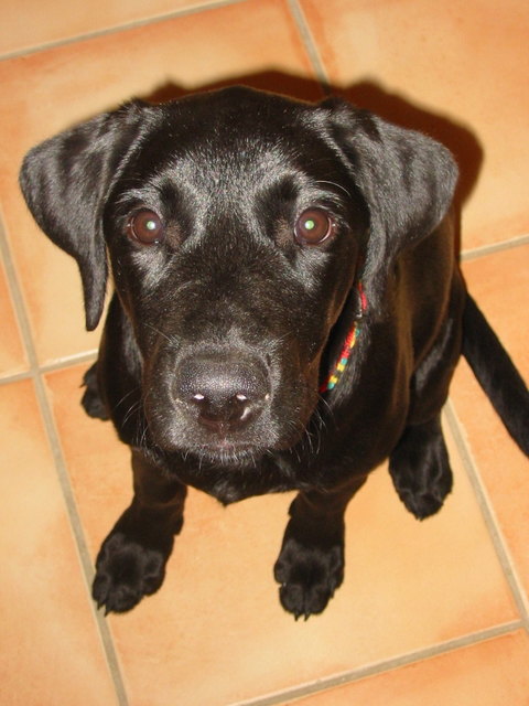Ich liebe dich!