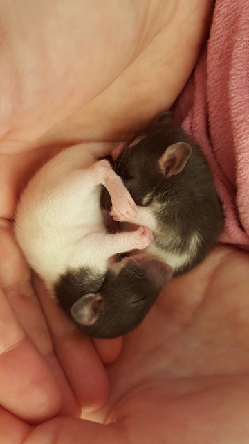 Gustav und Pablo-unsere Rattenbabys
