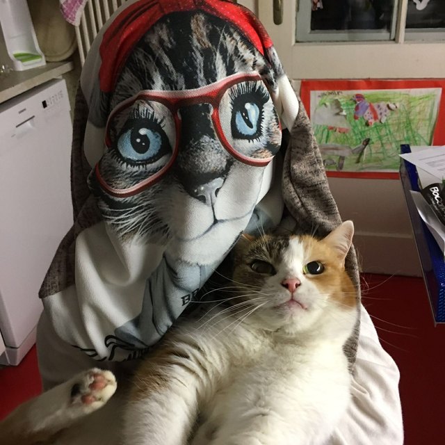 kitties in the kitchen
