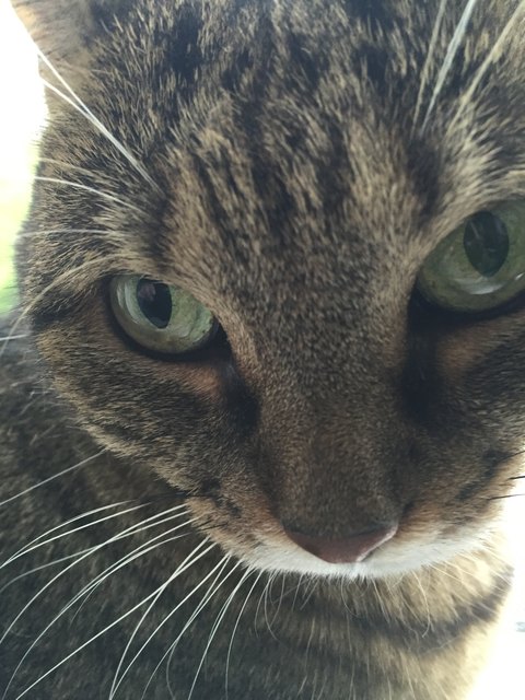 Mimi