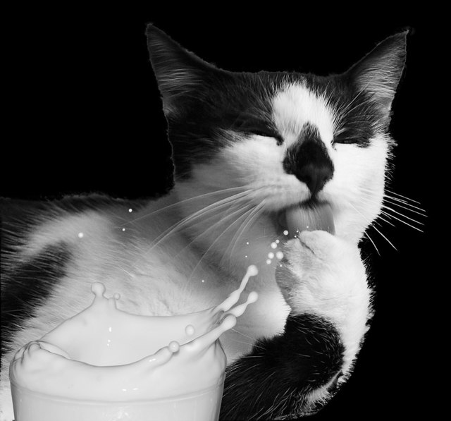 Meine Katze das Leckermaul