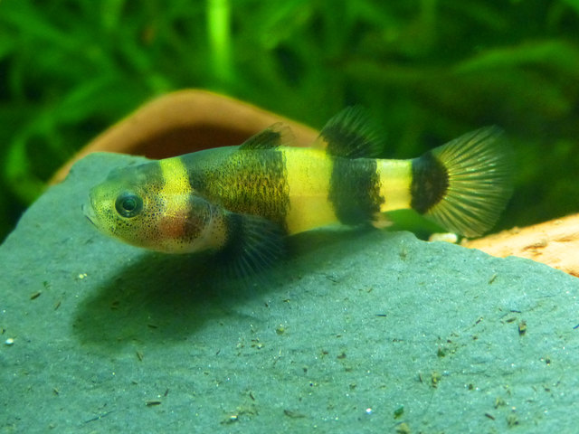 Goldringel-Grundel