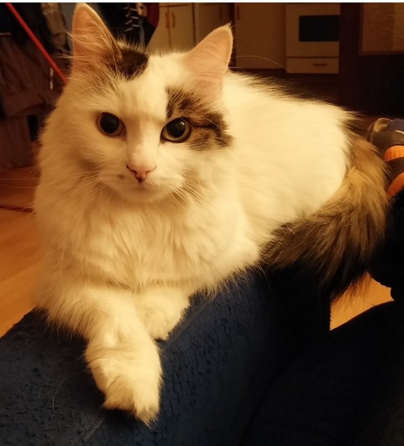Mucki ist eine kleiner Flauschball