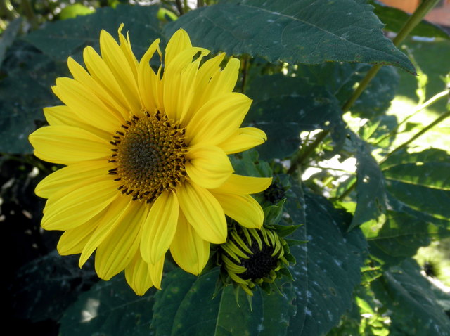 Die Sonnenblumenstauden sind meistens winterhart - hab ich mir sagen lassen. Es wäre aber trotzdem sinnvoll, im Herbst eine Laubdecke über die abgeschnittenen Pflanzen zu breiten. So hat man dann viele Jahre blühende Sonnenblumenstauden im Garten.