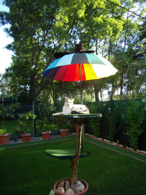 Katzen wollen hoch hinaus