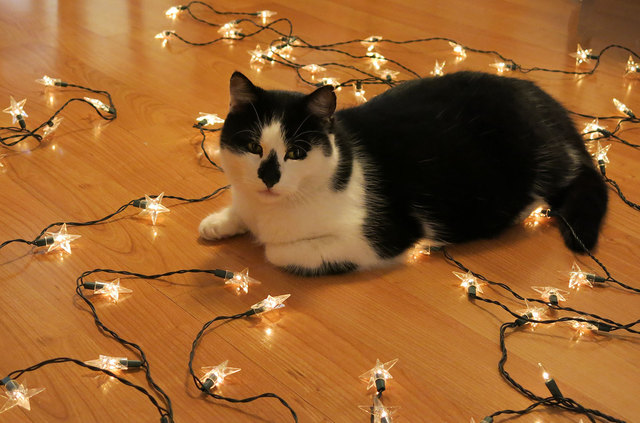 Sternderlkatze