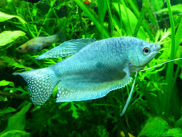 Blauer Gurami