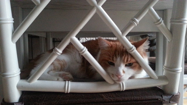 Hilfe, holt mich hier raus!!!