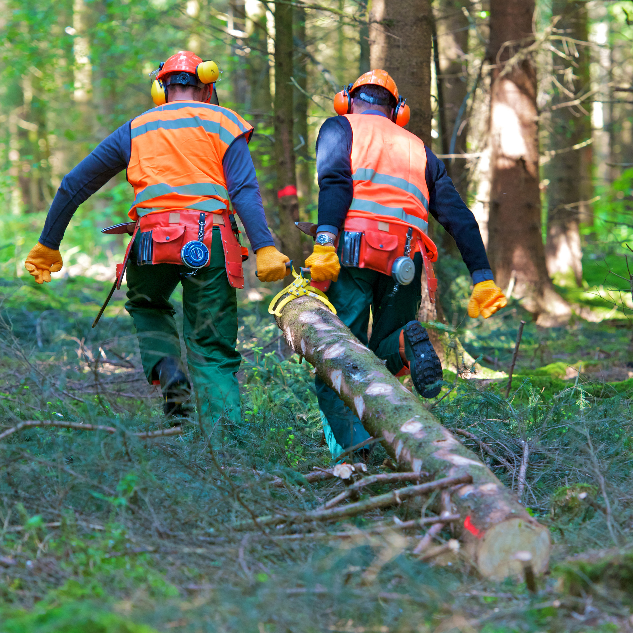 Neuer Lehrberuf: Forsttechniker - Linz