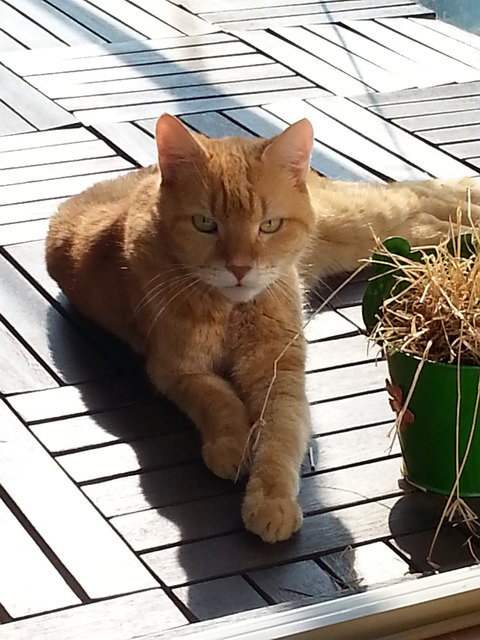 Gismo ist der Herr im Haus!