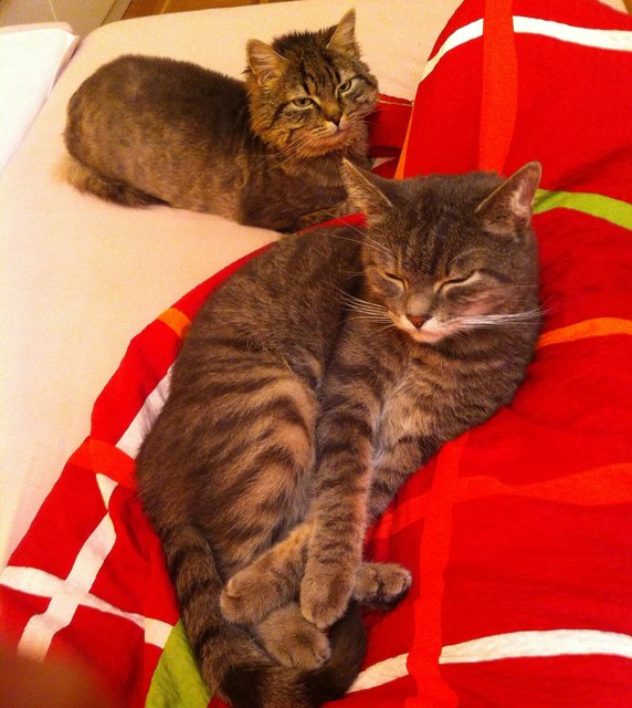 Meine zwei Kuschelmonster :-)