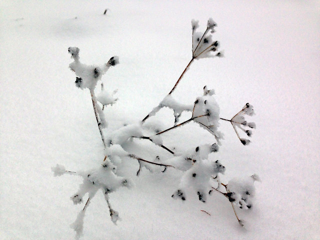 So a liabs zoartes Etwas... A Stückl geh i noi weida, hab i ma denkt... so lang es Wetter hält und der Schnee ned tiafa wird...