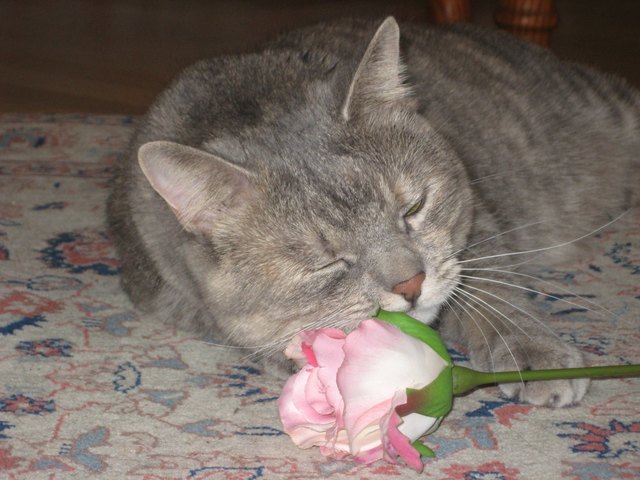Chloe