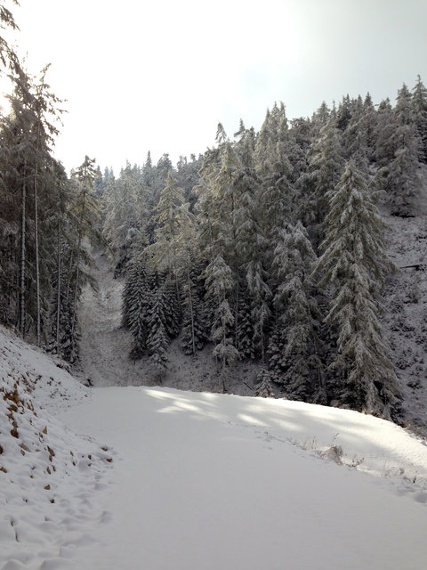 A angenehm zu gehender breiter Weg führt wieder runter zur Seebergalm...