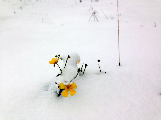 A Frischzellenkur soll des sein? Na ja, dann müsstn die Blumerln ja den ganzn Winter blühn!!!