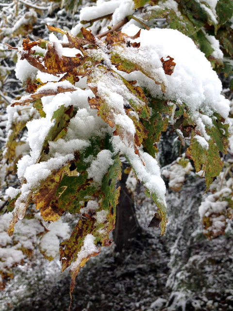 A bissl z'fruah is er kumman, der Schnee...