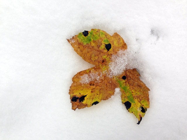 Sooo scheene Herbstfarbm!