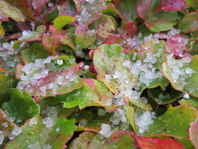 ... liegen nah beieinander. Da kann schon mal ein Graupelschauer Spuren am Herbstlaub hinterlassen
