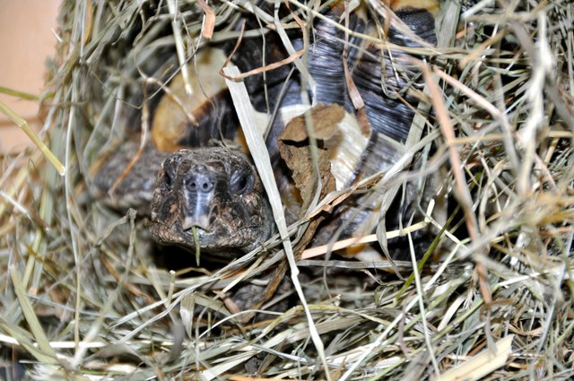 Burlis neues Versteck