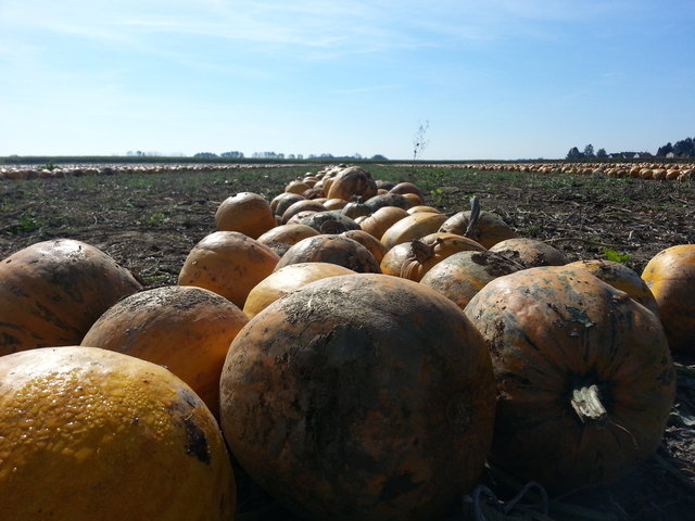 Ein Ölkürbisfeld im Herbst. | Foto: LK OÖ