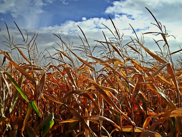 Maisfeld .... warten auf die Ernte.