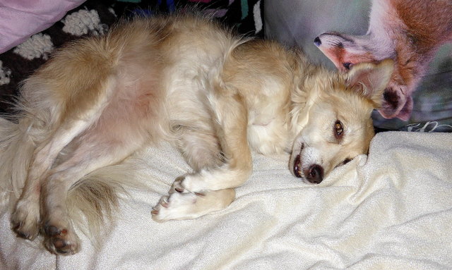 Gemütlicher Abend auf der Couch *¨*•.¸❤️